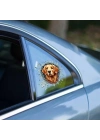Fulcar Golden Araç Stickerı