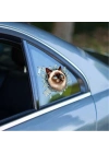 Fulcar Siamesse Araç Stickerı