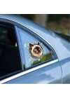 Fulcar Siamesse Araç Stickerı