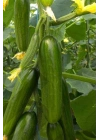 Hıyar Tohumu 20 Gr
