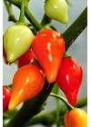 Misket Biberiye Biber Tohumu 5 gr
