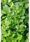 Roka Tohumu 10 Gr