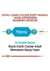Royal Canin Cocker Junior Yavru Köpek Maması 3 Kg