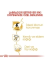 Royal Canin Labrador Retriever Yetişkin Köpek Maması 12 Kg