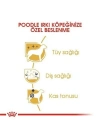 Royal Canin Poodle Adult Yetişkin Köpek Maması 3 Kg