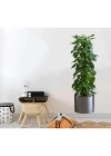 Saksılı Bitki Tasarımlı Yapışkanlı Sticker Resim 90*30 cm MC-665