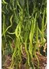 Tatlı Kıl Biber Tohumu 10 Gr