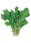 Tere Tohumu 10 Gr