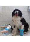 ® Welfare Köpek Pati Yıkama Aparatı KÜÇÜK