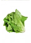 Yedikule Marul Tohumu 10 Gr