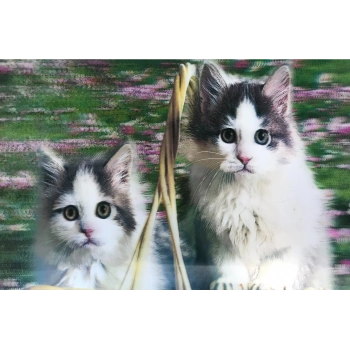 3 Boyutlu Resim  Sevimli Kediler İkili Kedi Resmi Tablosu 40x60 Cm