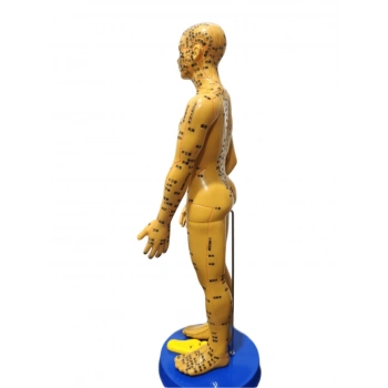 ÇOK SATAN Akupunktur İnsan Maketi