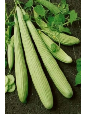 Acur Tohumu 10 Gr