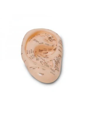 Akupunktur Kulak Modeli