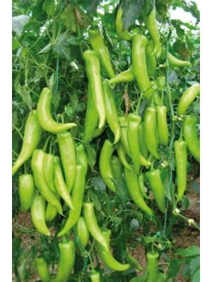 Çarliston Biber Tohumu 10 Gr