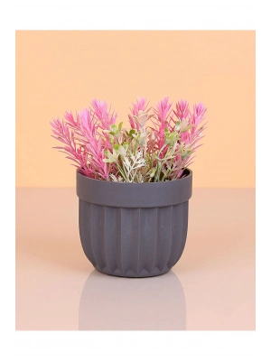 Çizgili Saksı Dikenli Çiçek Royaleks-5781