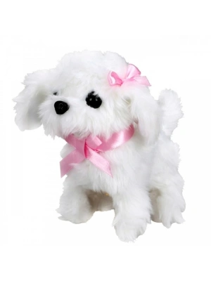 ®  Sevimli Köpek Maltese