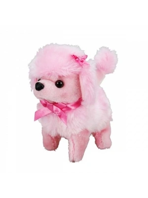 ®  Sevimli Köpek Poodle