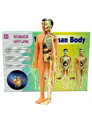 ® The Human Body İnsan Vücudu 3D Eğitim Seti 3302