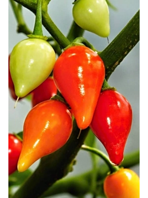 Misket Biberiye Biber Tohumu 5 gr