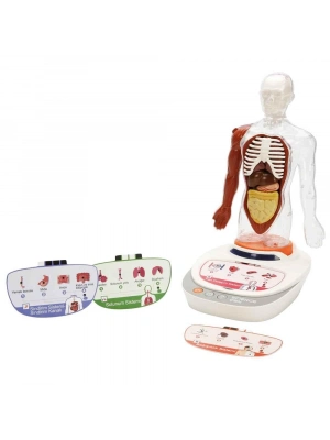 S00005280 BİLİM SET İNSAN VÜCUDU MODELİ 23PRÇ