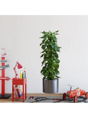 Saksılı Bitki Tasarımlı Yapışkanlı Sticker Resim