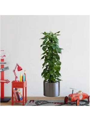 Saksılı Bitki Tasarımlı Yapışkanlı Sticker Resim 90*30 cm MC-665