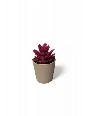 Saksılı Yapa Çiçek Sükülen Royaleks-5675