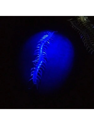 Şeffaf Renk Karanlıkta Parlayan Fosforlu Kırkayak 13 Cm 1 Adet