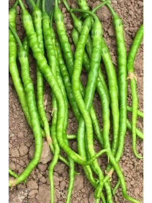 Tatlı Kıl Biber Tohumu 10 Gr