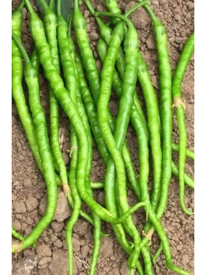 Tatlı Kıl Biber Tohumu 10 Gr