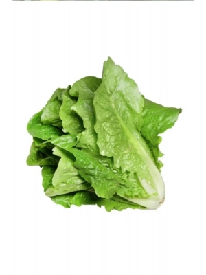 Yedikule Marul Tohumu 10 Gr