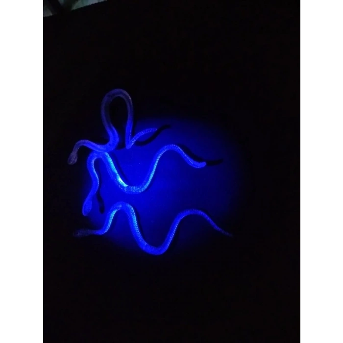 HEYF Şaka Yılan Ve Kırkayak Karışık 36 Adet