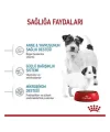 Royal Canin Mini Starter Anne ve Yavru Köpek Maması 4 Kg