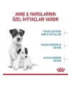 Royal Canin Mini Starter Anne ve Yavru Köpek Maması 4 Kg