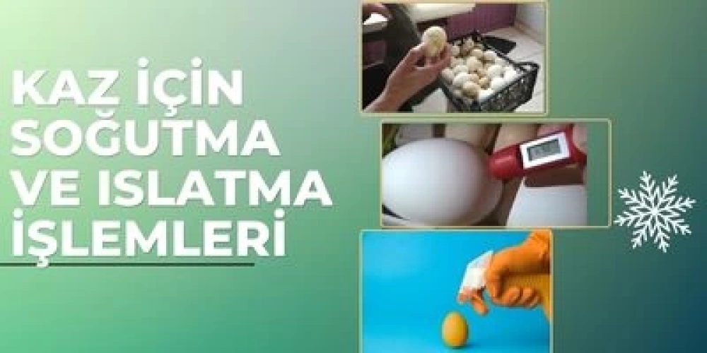 KAZ KULUÇKASI İÇİN SOĞUTMA VE ISLATMA İŞLEMLERİ