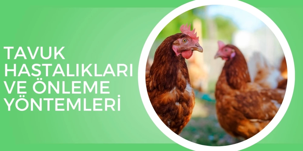 Tavuk Hastalıkları ve Önleme Yöntemleri