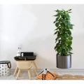 HERŞEYTREND Saksılı Bitki Tasarımlı Yapışkanlı Sticker Resim 90*30 cm MC-665