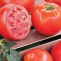 HERŞEYTREND Domates Tohumu H.2274 5 Gr