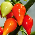 HERŞEYTREND Misket Biberiye Biber Tohumu 5 gr
