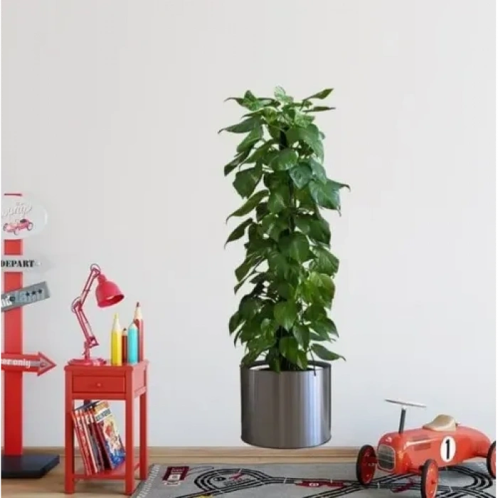 HERŞEYTREND Saksılı Bitki Tasarımlı Yapışkanlı Sticker Resim 90*30 cm MC-665