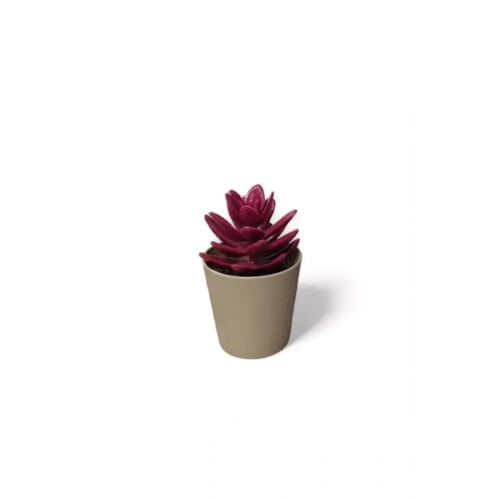 HERŞEYTREND Saksılı Yapa Çiçek Sükülen Royaleks-5675