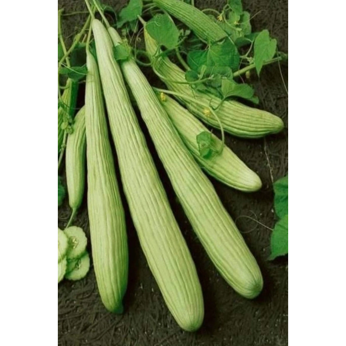 LitaeTrend Acur Tohumu 10 Gr