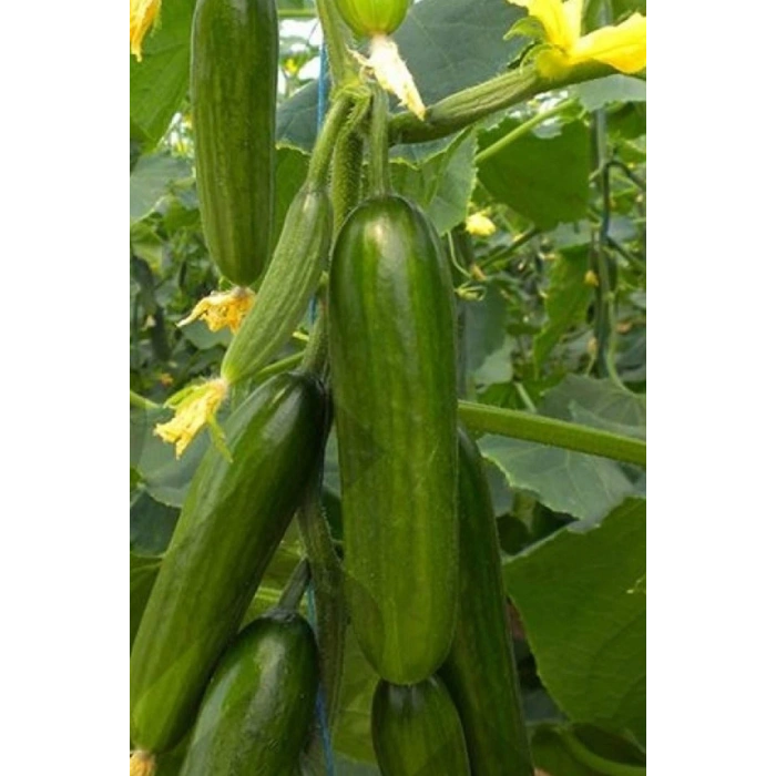 LitaeTrend Hıyar Tohumu 20 Gr