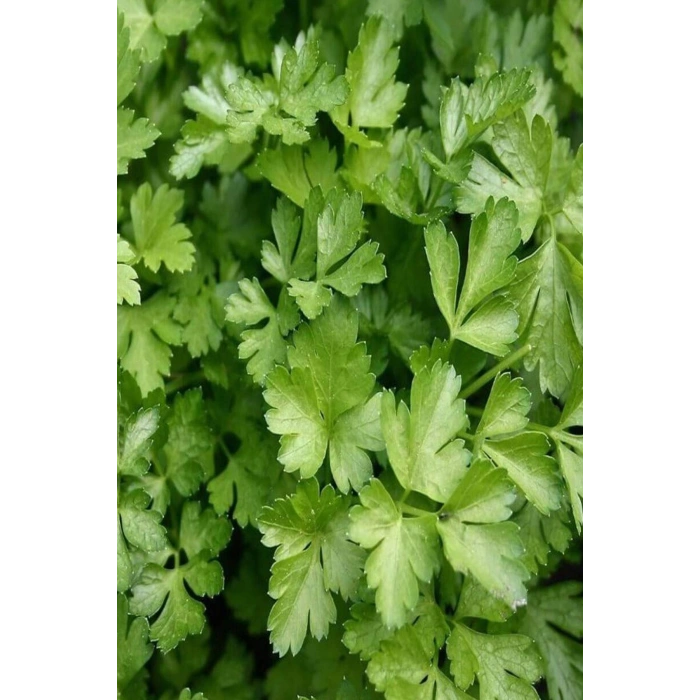 LitaeTrend Maydanoz Tohumu 25 Gr