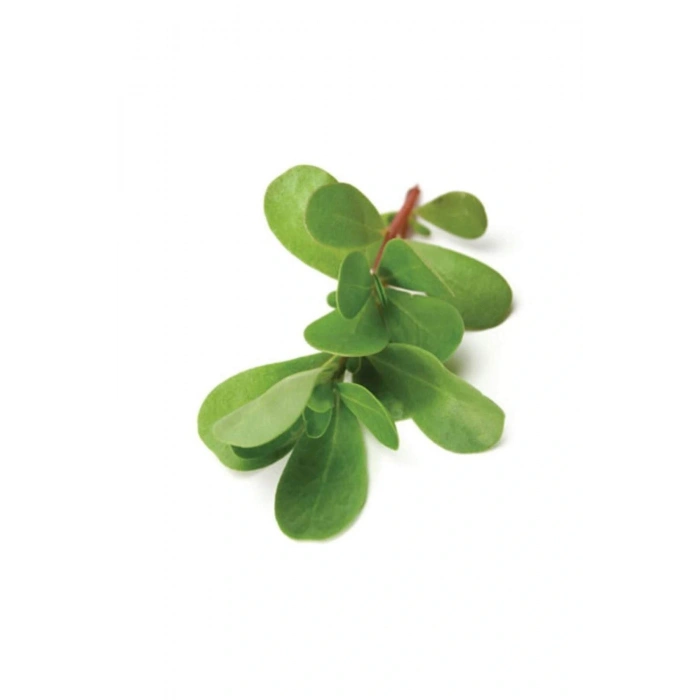 LitaeTrend Semizotu Tohumu 10 Gr