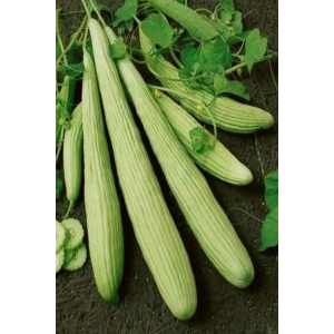 LitaeTrend Acur Tohumu 10 Gr