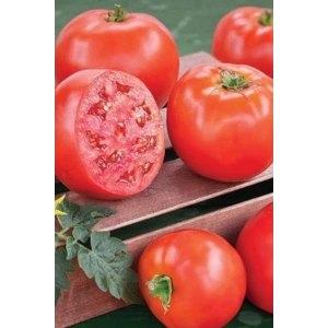 LitaeTrend Domates Tohumu H.2274 5 Gr