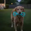 Fosforlu Köpek Diş Kaşıma Ve Çiğneme Oyuncağı