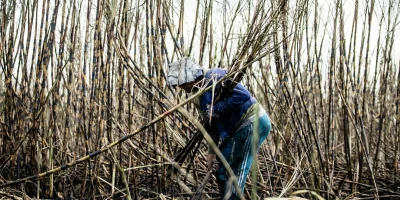 Minecraftta Gözlemci (Observer) ve Kızıltaş Sistemleri: Akıllı Makinelerin Kalbi